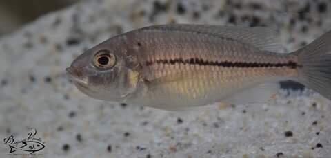 Nyassachromis prostoma 'Gome'